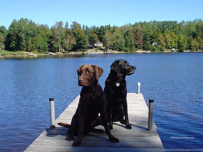 Labrador Center Labrador Retriever Desktop And Background Images