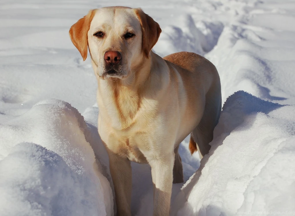 Free Labrador Retriever Wallpapers HD Desktop