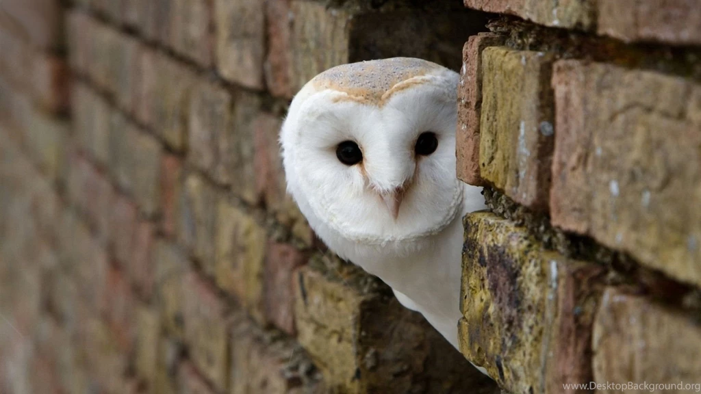 Top Beautiful Owl Desktop Wallpapers Hd Images For Pinterest