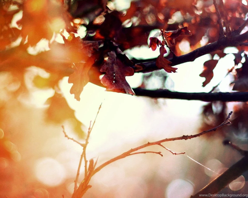 Fall Color Autumn Wallpapers 1280x1024 NO.40 Desktop Wallpapers ...