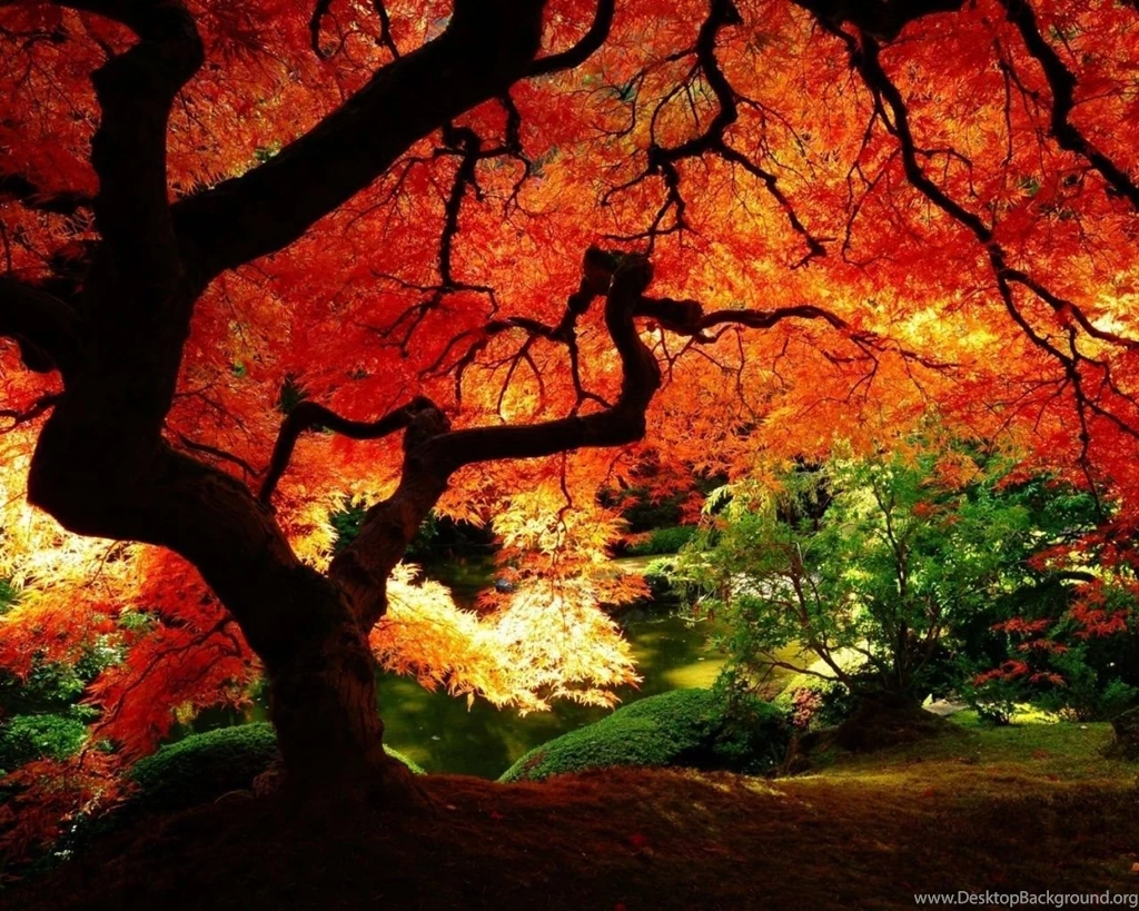 1280x1024 Maple Tree Autumn Wallpapers
