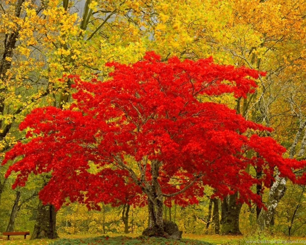 Download Wallpapers 1280x1024 Tree, Red, Autumn, Unique 1280x1024 ...