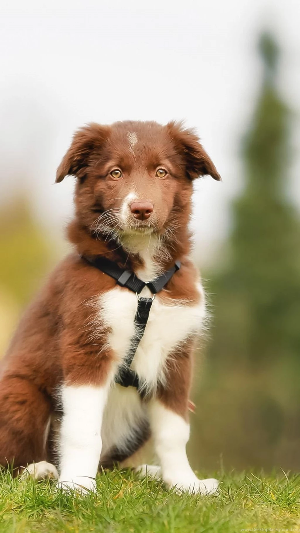 Download Wallpapers 1080x1920 Labrador, Border Collie ...