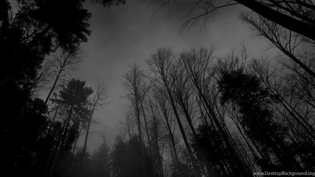 Dark Forest Wallpapers 1280x800 (
