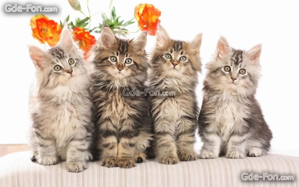 414649_kotyata_koshka_chetvero_sidyat_1680x1050_www.Gde Fon.com.jpg