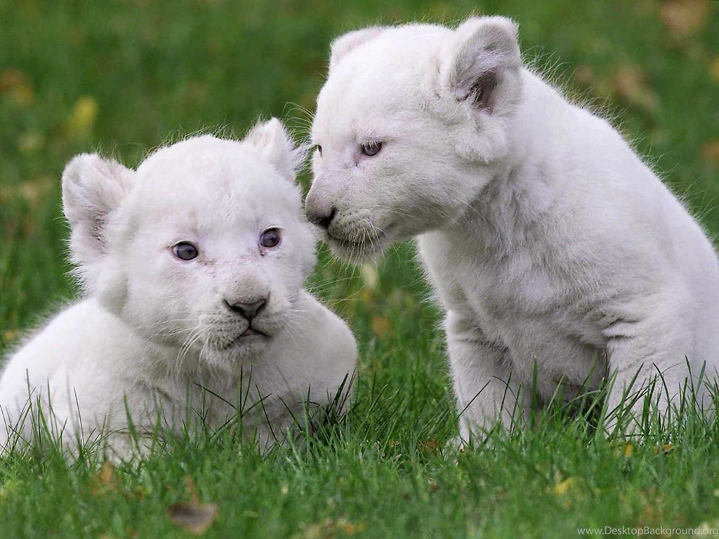 White Lion Hd Wallpapers Free Download