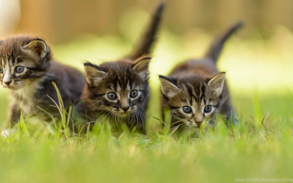 Download Wallpapers 3840x2400 Kittens, Grass, Three, Walking, Cat ...