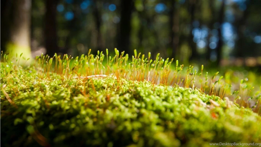 Download Moss Wallpapers In 1366x768 Resolution