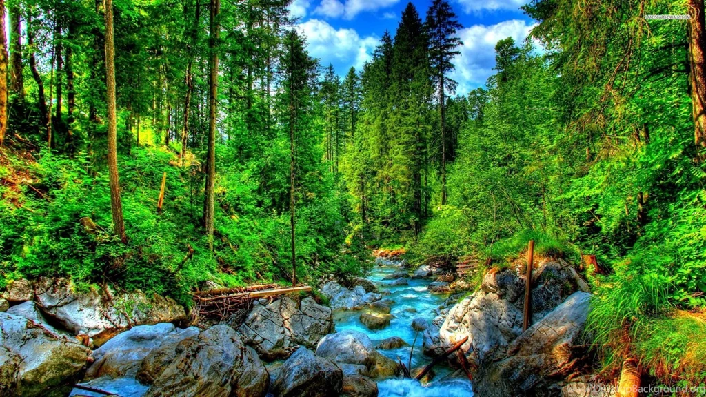 Splendid Summer Forest Creek Wallpapers