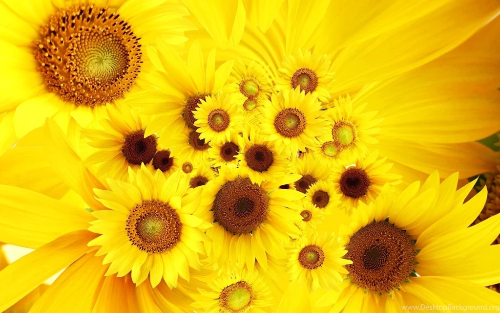 Yellow Sunflower Top Desktop Wallpapers 22205