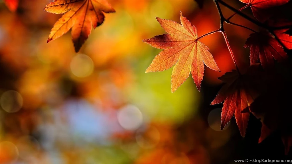Autumn Leaves Nature Wallpapers