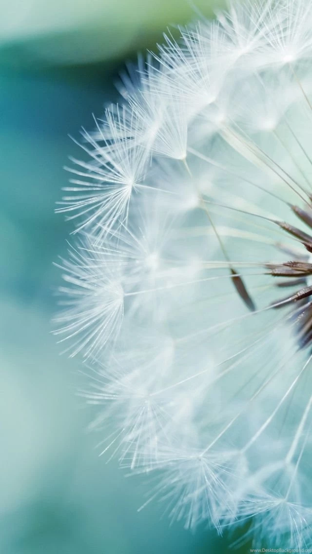Dandelion Flower Backgrounds In 640x1136 Resolution
