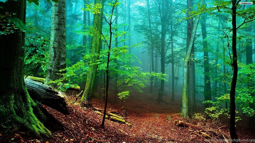 Forest Wallpapers HD