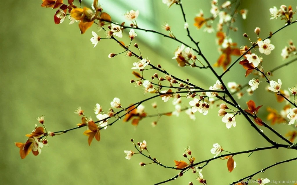 Images Of Spring Flowers And Wallpapers Download
