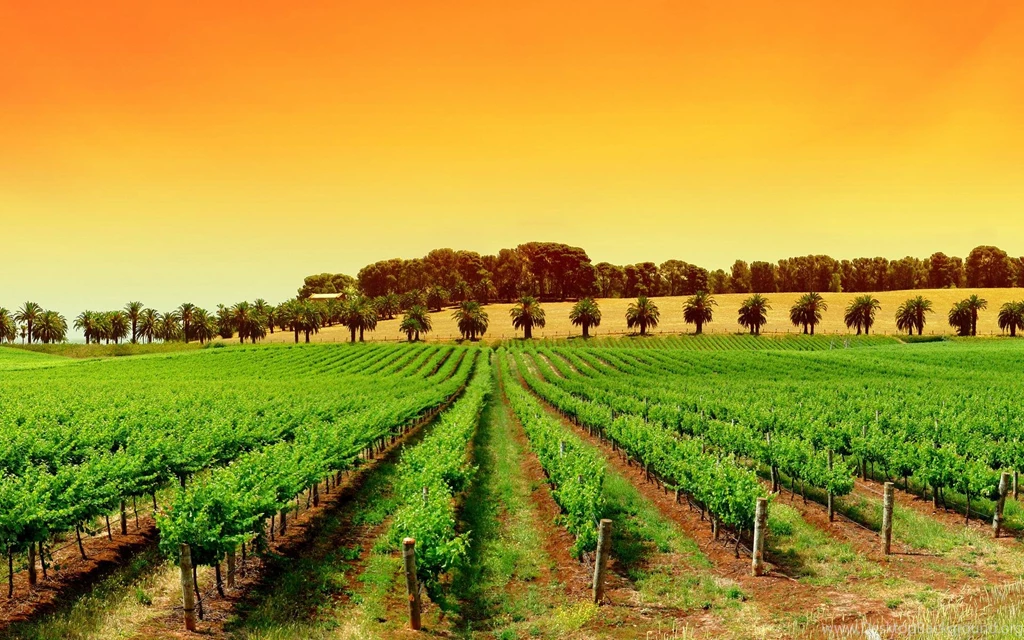 12588 vineyard computer desktop backgrounds 1920x1200.jpg
