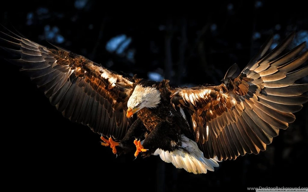 Golden Eagle Talons Wallpaper.
