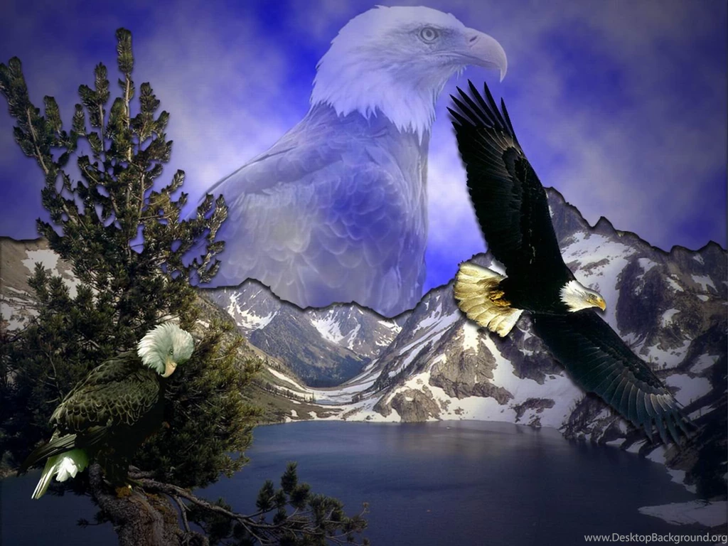 Free Eagles Wallpapers