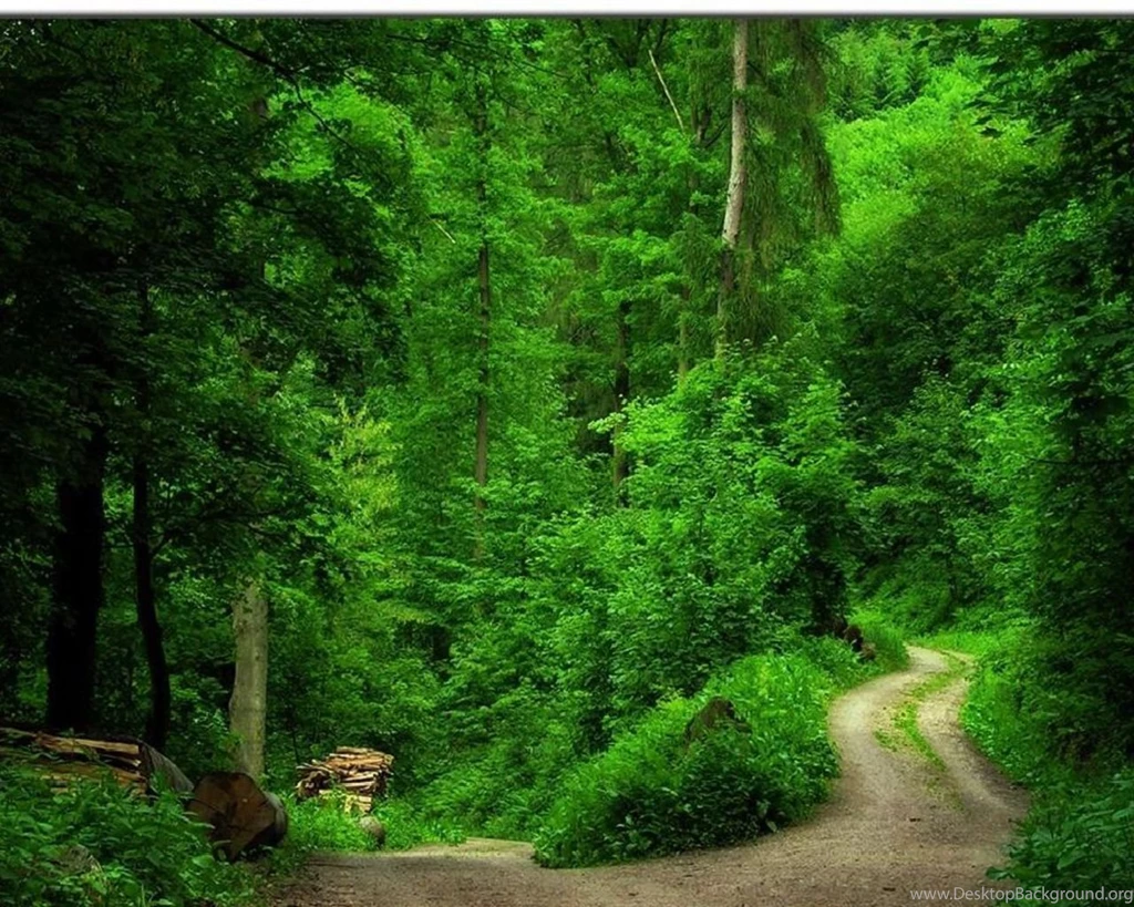 Green Forest Best Wallpapers Desktop Background