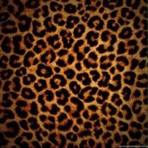 Leopard Print Images HD Wallpapers Desktop