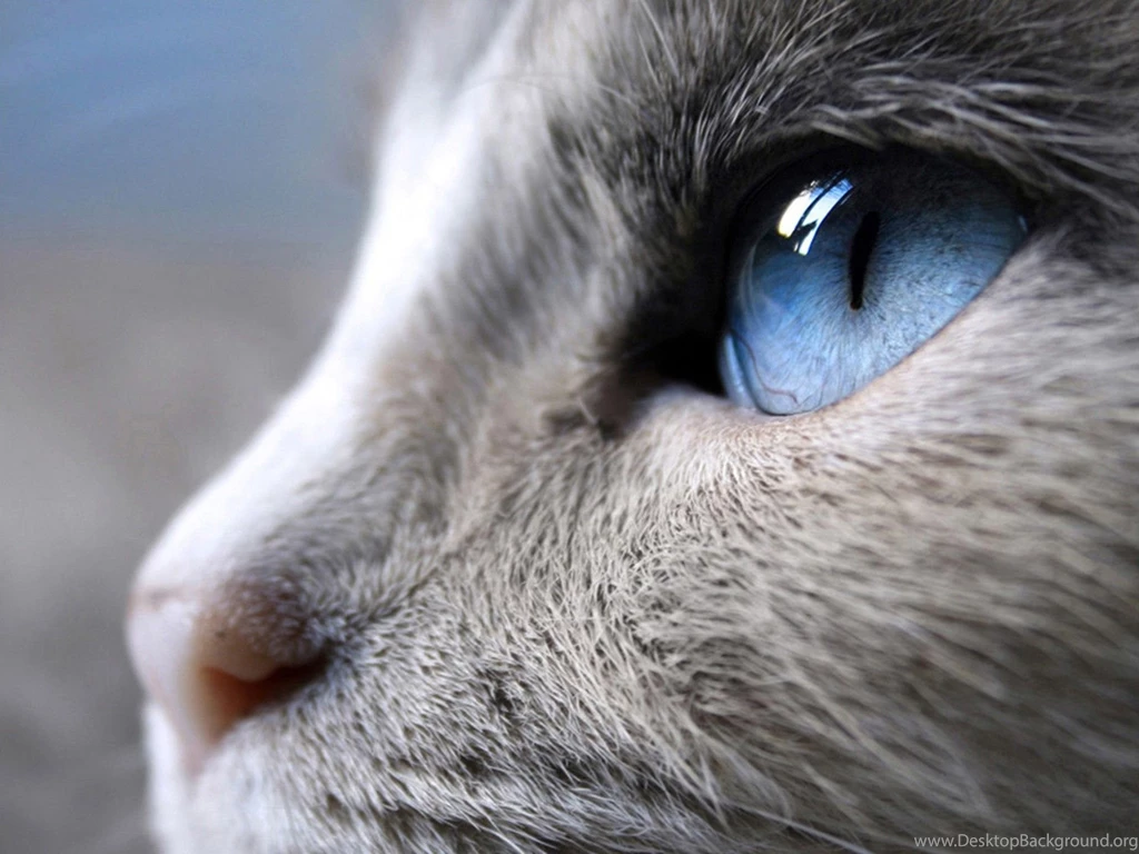 Blue Eyes Photo Wallpapers, Pictures With Blue Eyes / Страница 8