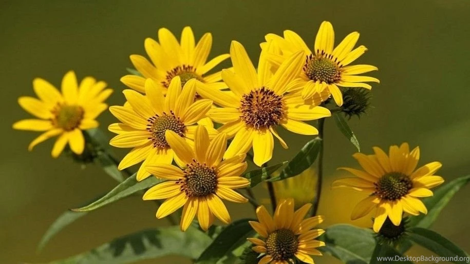Arnica Best Flower Wallpapers In Hd 250x1600 : Wallpapers13.com