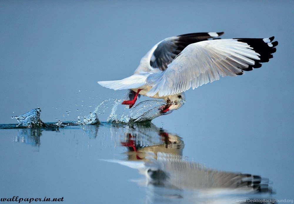 Animals & Birds Archives Page 3 Of 14 Free Desktop Wallpapers ...