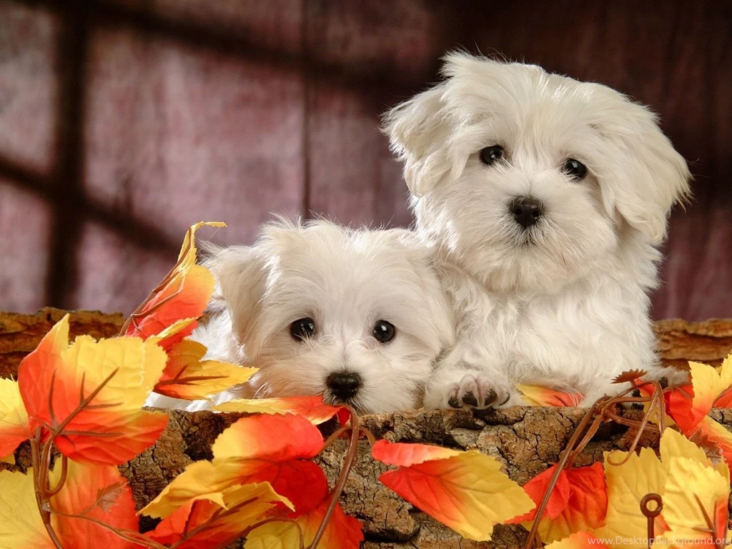 Top Lovely Puppy Wallpapers With Images For Pinterest
