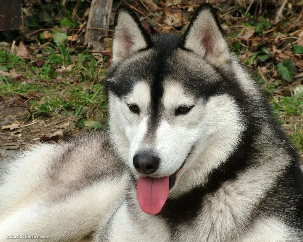 Siberian_husky_desktop_wallpaper 1280x1024.jpg