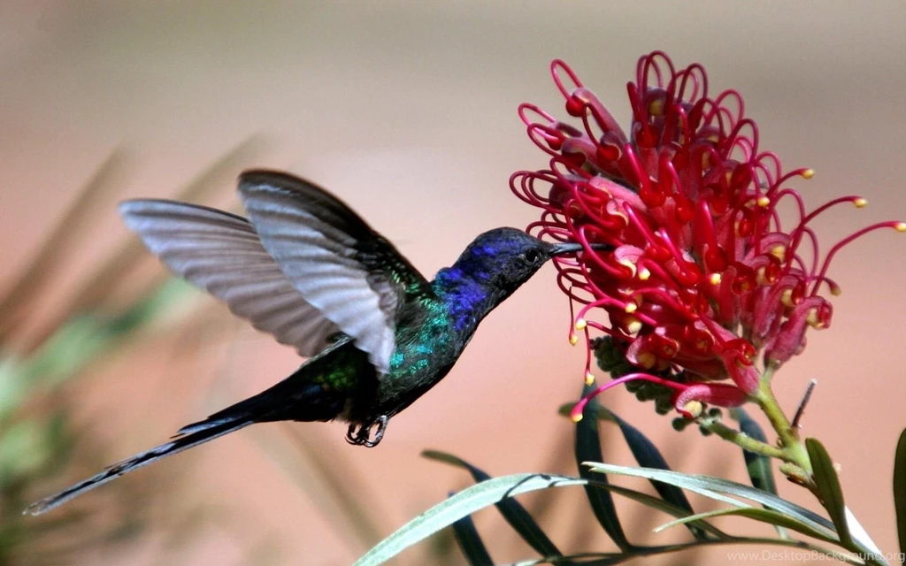 Hummingbird Wallpapers