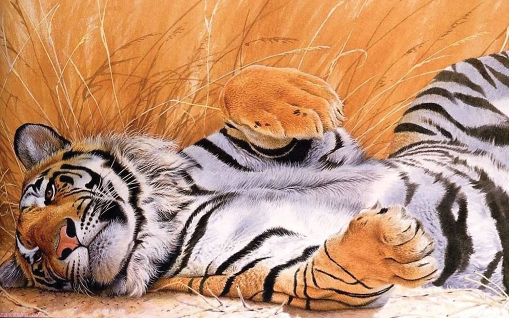 Tiger, Big Cat 01
