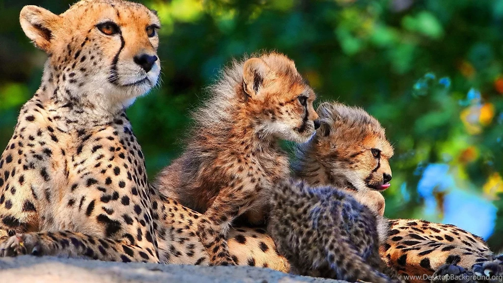 Animals Cheetahs Wild Animals Big Cats Wallpapers