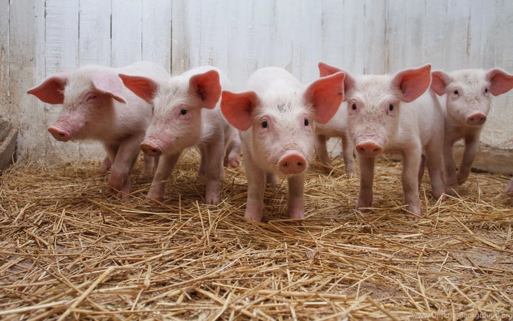 Pig Wallpapers