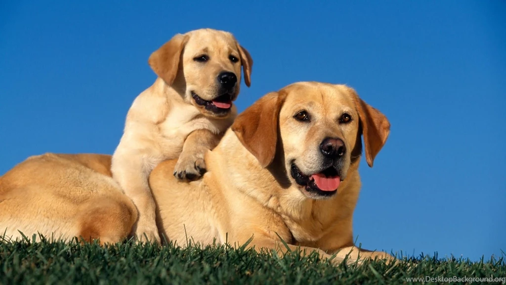 Labrador Dogs Wallpapers 2016