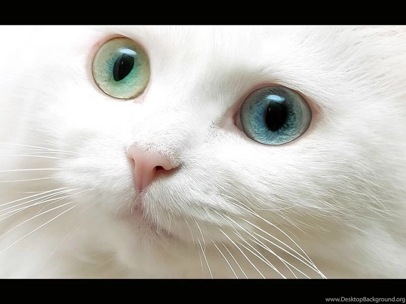 Beautiful Cat Beautiful Nature Wallpapers (23410547) Fanpop