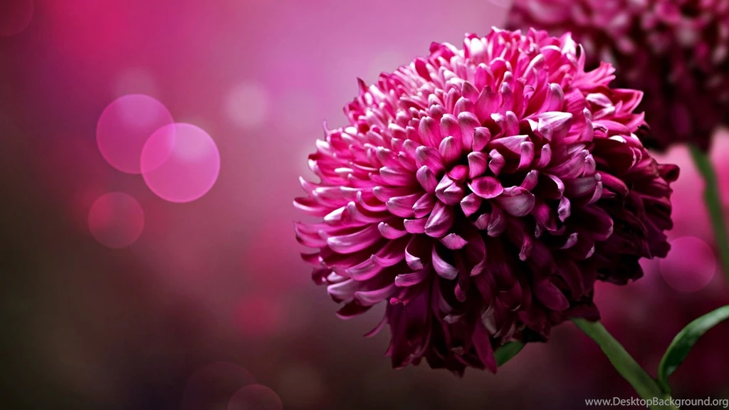 Desktop Floral Wallpapers HD CuteWallpaper.org