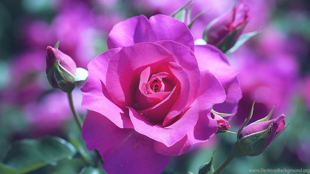 Hd Wallpapers Flowers Rose 4 Items
