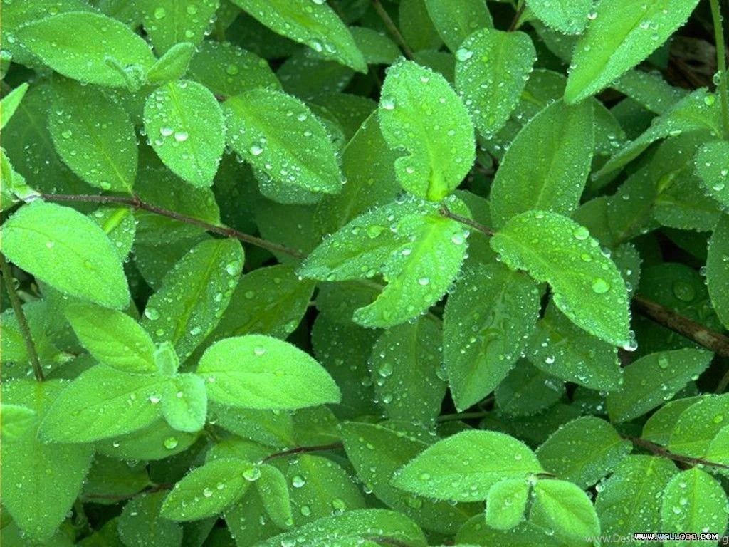 Lush Summer Wallpapers Wonderful Green Nature Wallpapers 1024x768 ...