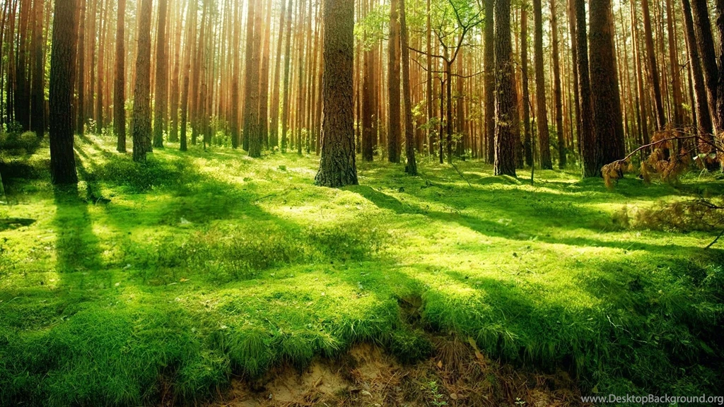 Beautiful World Wallpaper: Free Hd Forest Wallpapers