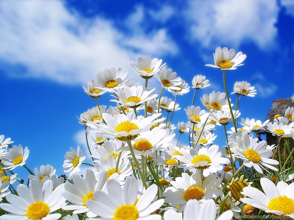 Nature Springtime Free Desktop Wallpapers Wallpapers Mela