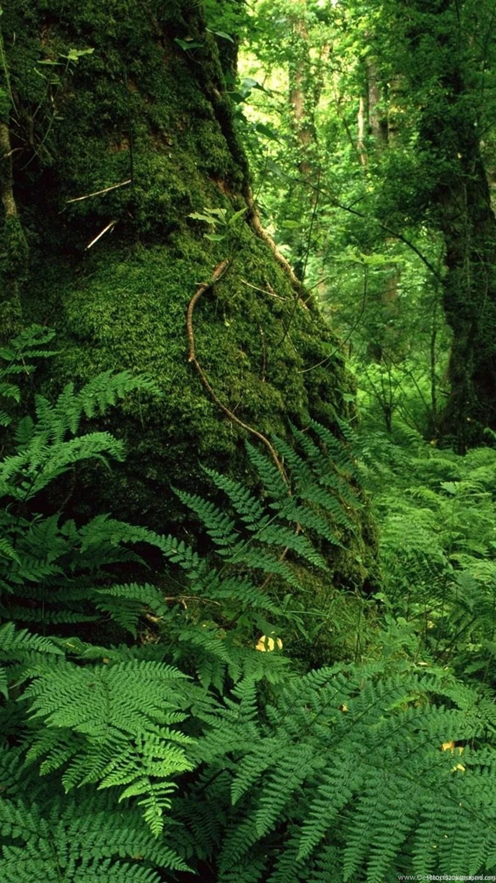 1080x1920 Nature Forest Park Wallpapers HD
