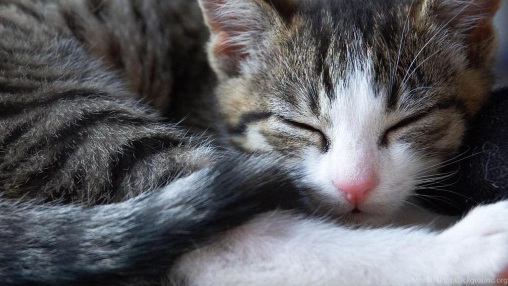 Animal Sleeping Cat Hd Wallpapers (
