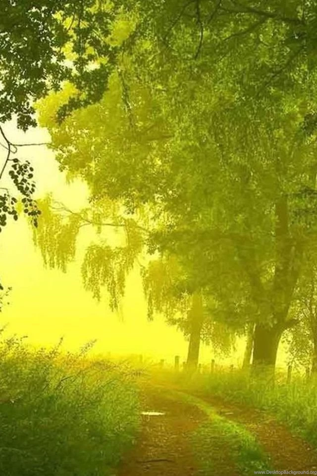 Nature Mist Forest Path iPhone 4s Wallpapers Download