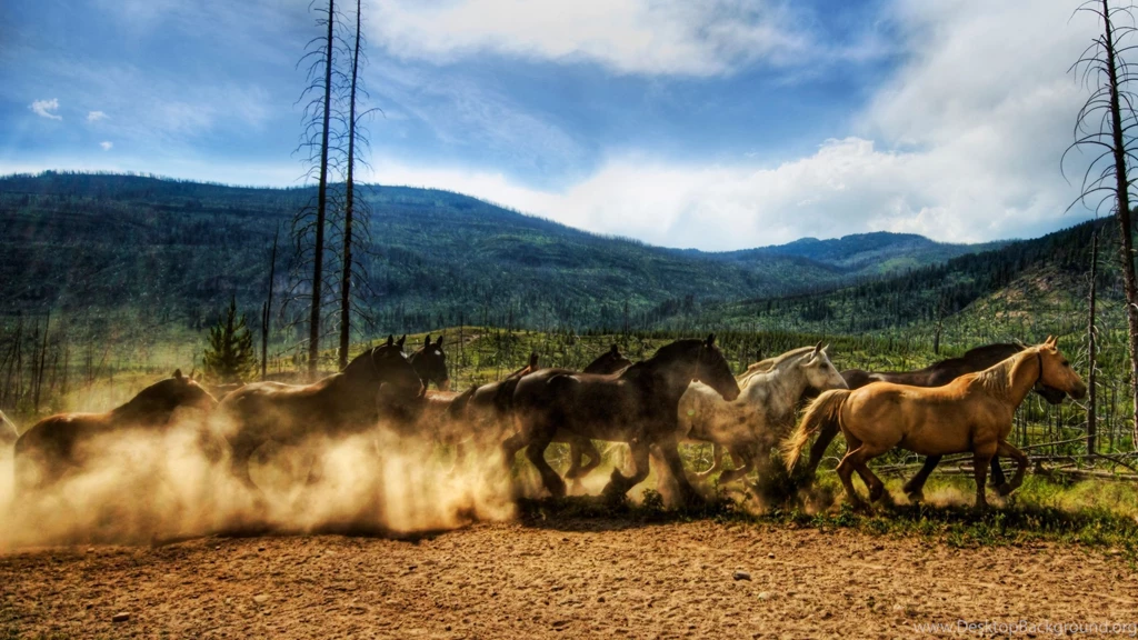 Wild Horse Wallpaper Images