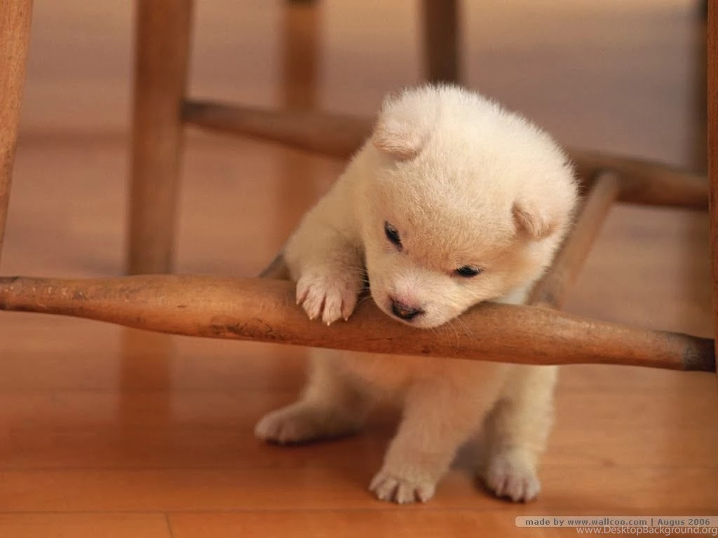 Cute Puppies HD Wallpapers Deep HD Wallpapers For You