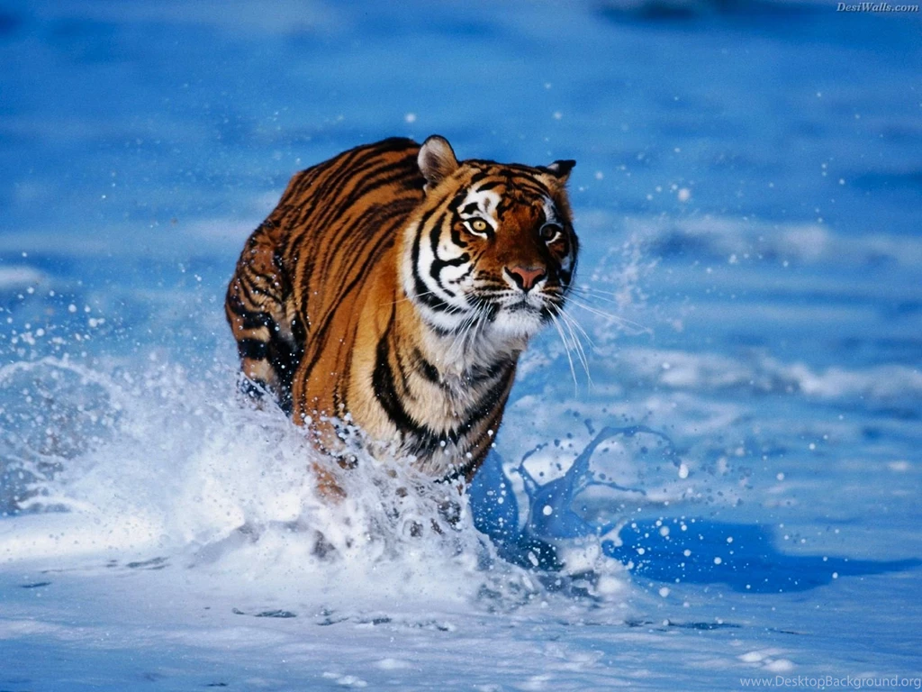 Animals Wallpapers