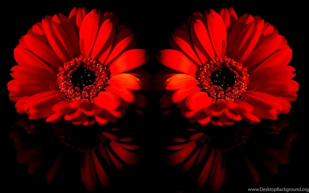 Gerbera Daisies Wallpapers
