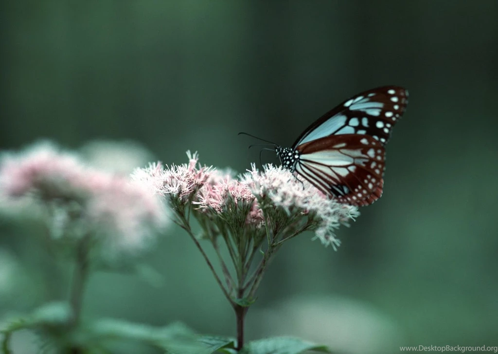 6 Outstanding Android Tablet HD Wallpapers I Am Qurat