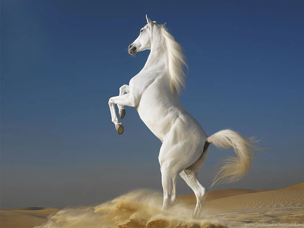 HD Animal Wallpapers