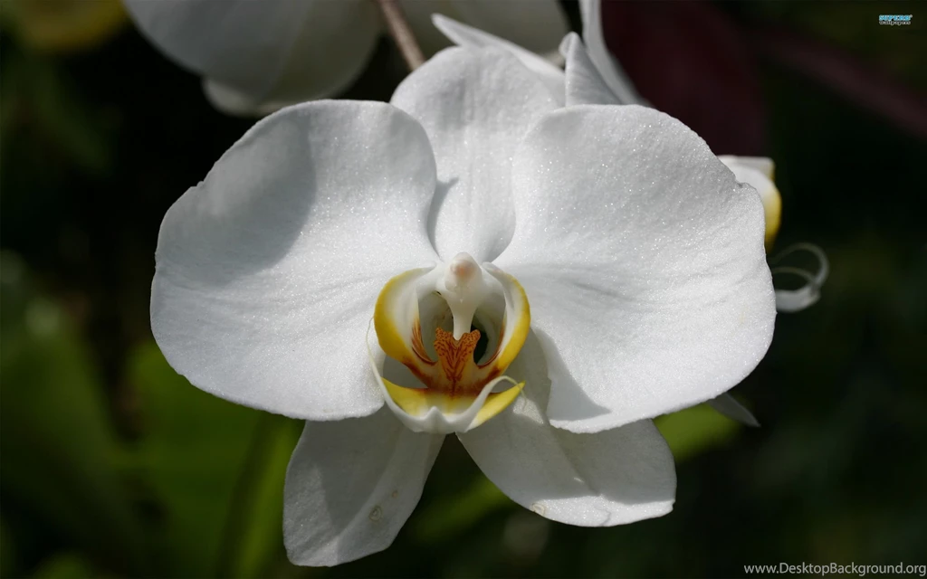 Orchids Wallpapers Flower Wallpapers