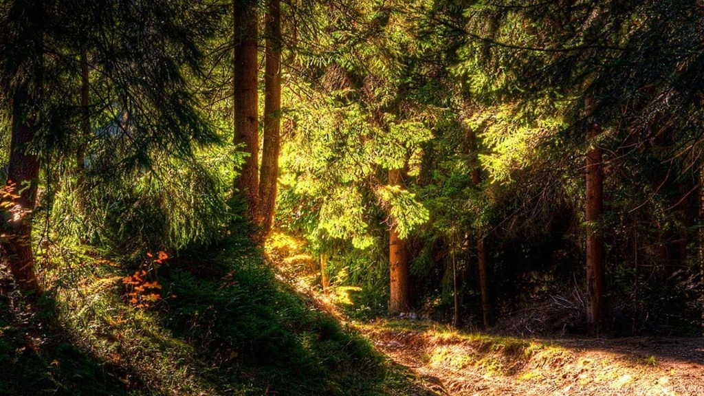 Forest Wallpapers Forest Light Nature Trees Free Hd Wallpapers ...